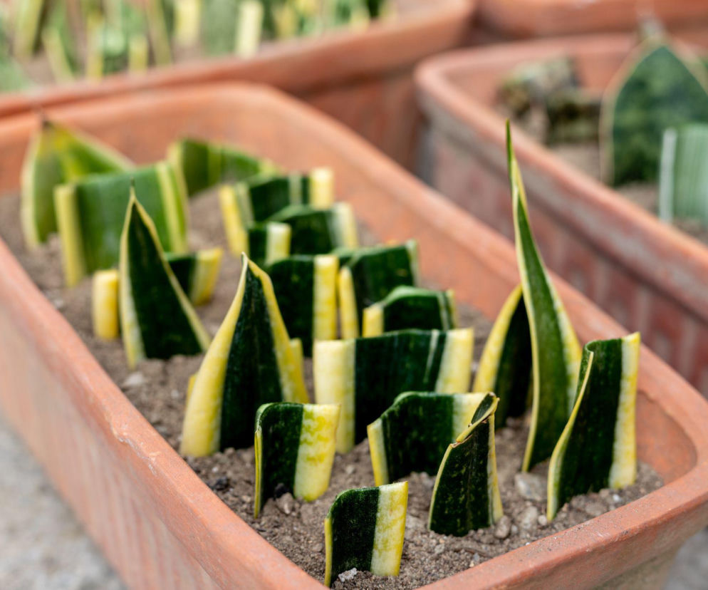 Jak rozmnożyć sansewierię z liścia? Sprawdź!