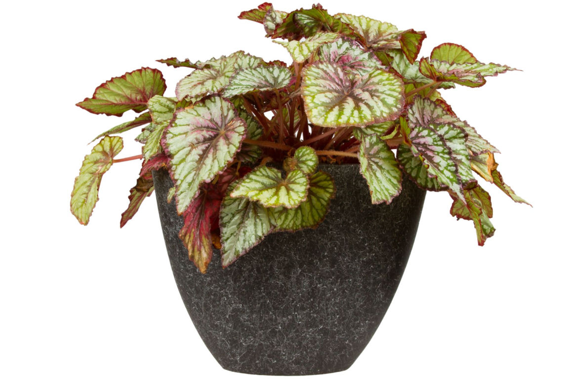 Begonia królewska
