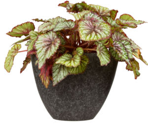 Begonia królewska