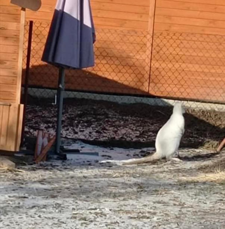 Kangur Cezar zwiedzał podkarpacie zima