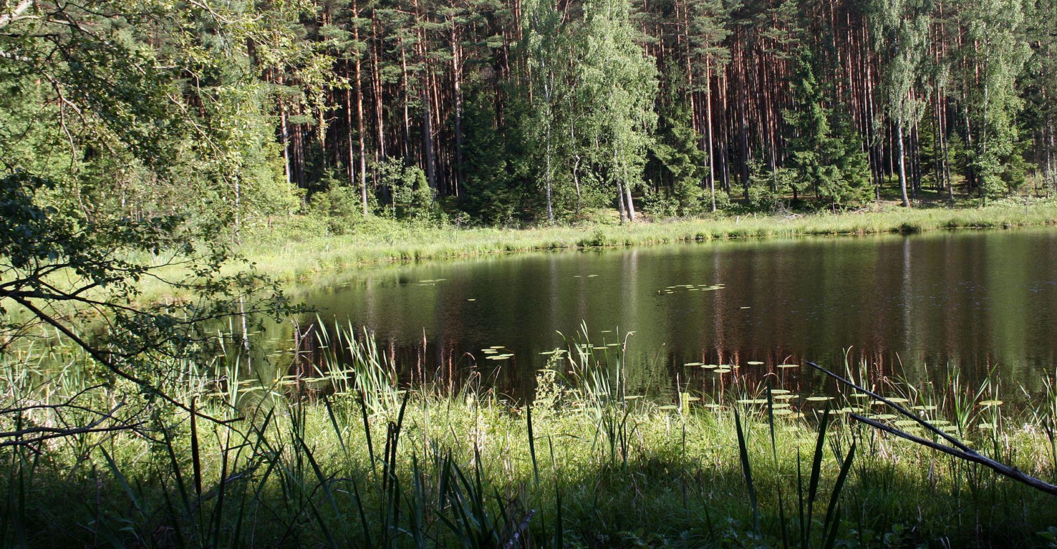 Bory Tucholskie