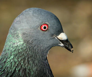 Gołębie