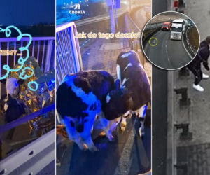 Wystraszone cielaki błąkały się po autostradzie A2. Wszystko nagrały kamery