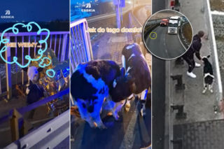 Cielaki sparaliżowały ruch na A2! Wystraszone maluchy błąkały się po autostradzie. Wszystko nagrały kamery