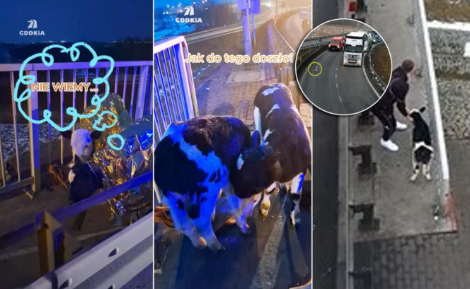 Cielaki sparaliżowały ruch na A2! Wystraszone maluchy błąkały się po autostradzie. Wszystko nagrały kamery