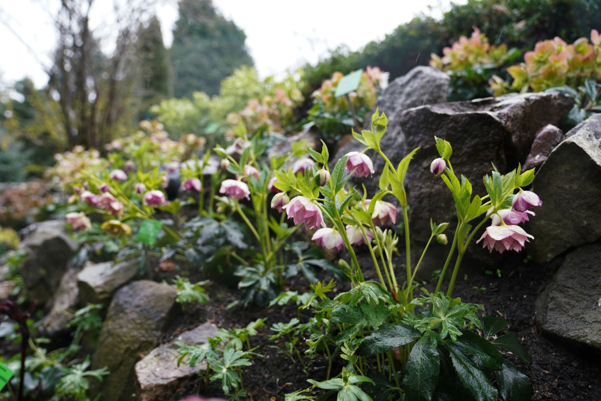 Arboretum w Wojsławicach otwarte po zimowej przerwie