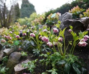 Arboretum w Wojsławicach otwarte po zimowej przerwie