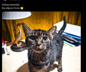 Najsłynniejsze tweety polskiej polityki