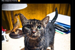 Najsłynniejsze tweety polskiej polityki