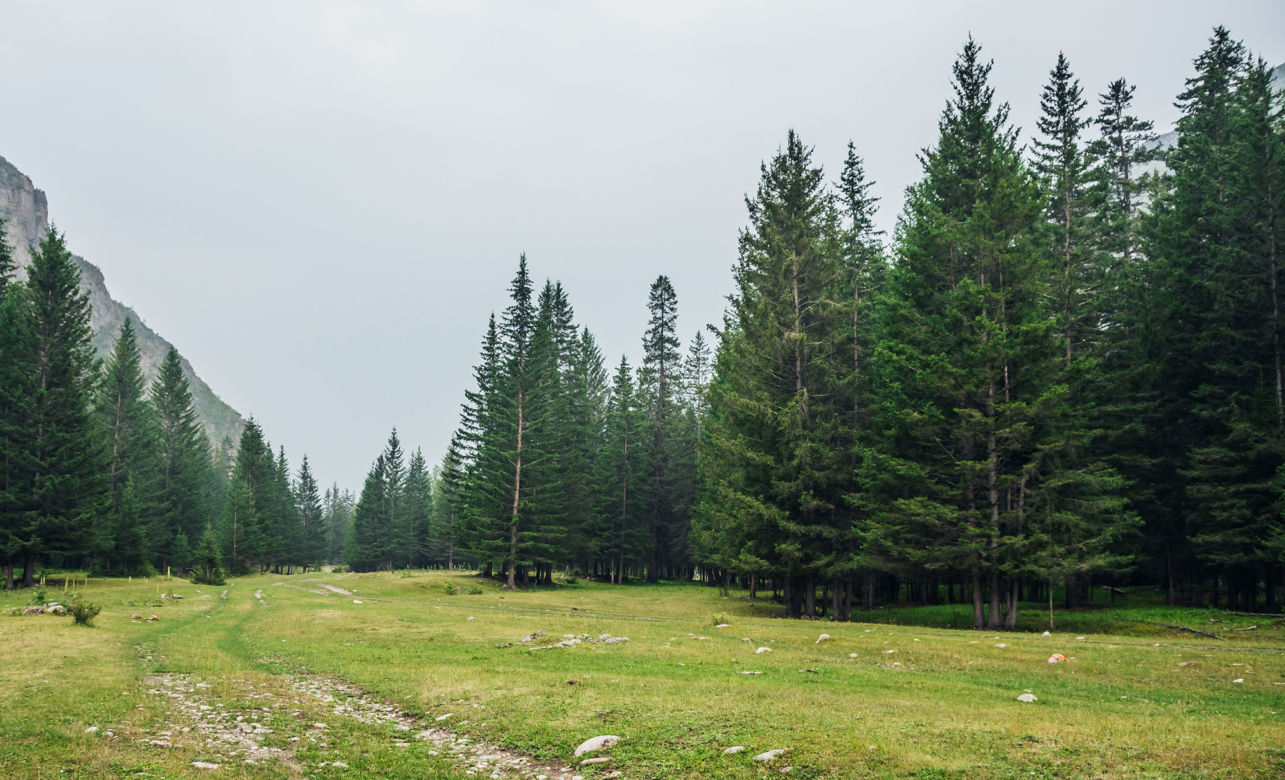 Gatunki świerków