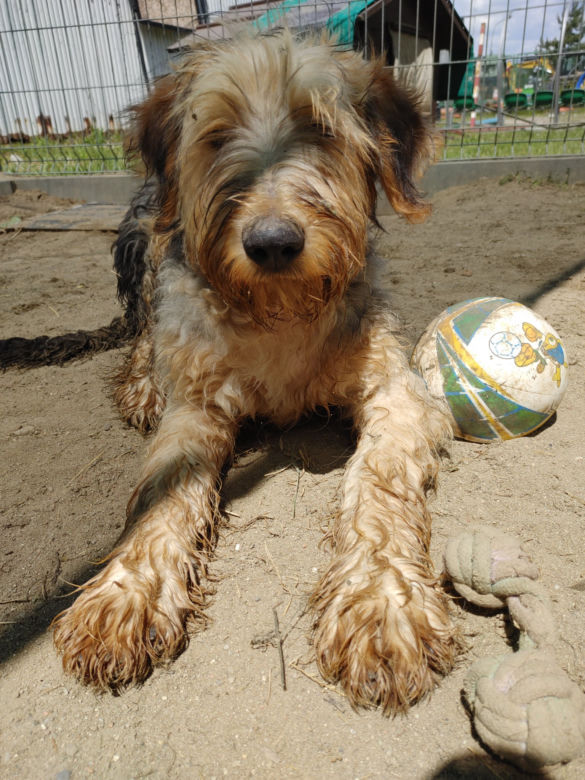 Alf 