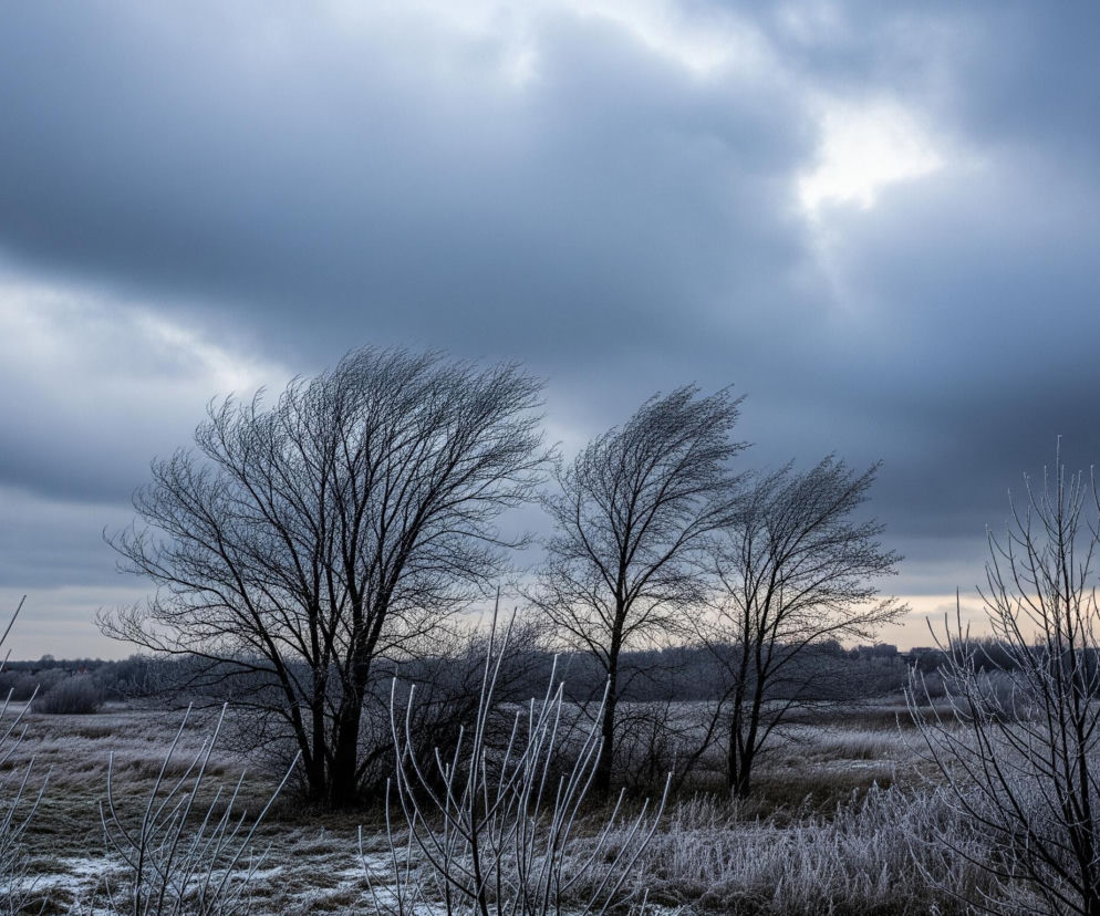 Dwie główne, bezlistne, ciemne drzewa dominują w centrum kadru, ich gałęzie wydają się być smagane wiatrem w lewą stronę. Pod nimi rozciąga się rozległe, szaro-brązowe pole, pokryte szronem, co nadaje mu srebrzysty odcień, a na pierwszym planie widoczne są gałęzie i trawy również oszronione. Ponad polami i drzewami unosi się dramatyczne, burzowe niebo, z ciemnymi, ciężkimi chmurami w odcieniach szarości i błękitu, z jaśniejszym, pomarańczowo-białym prześwitem na horyzoncie po prawej stronie. Na horyzoncie widoczne są zarysy odległych budynków i lasu.