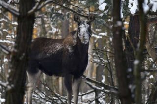 Apel Kampinoskiego Parku Narodowego. Chodzi o ludzi! „Mogą poważnie zaszkodzić”