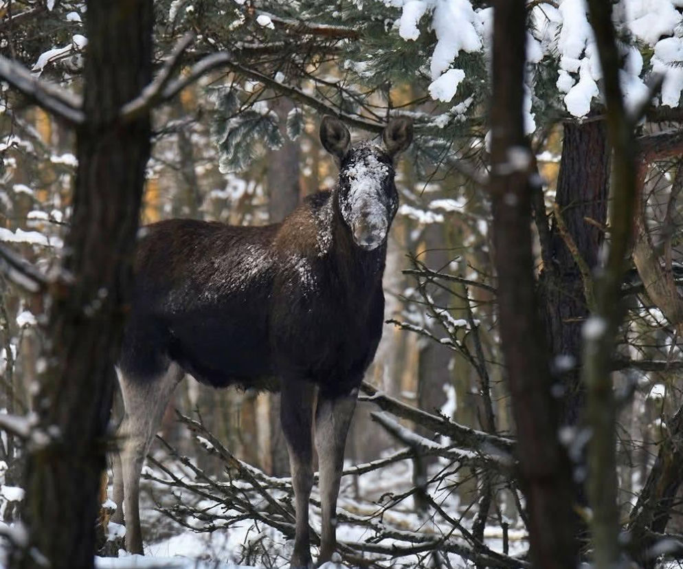 Pilny apel Kampinoskiego Parku Narodowego. Chodzi o ludzi! „Mogą poważnie zaszkodzić”