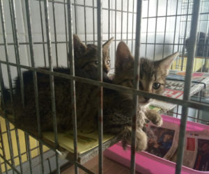 Zwierzaki czekają na adopcję