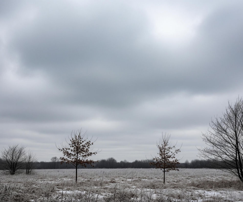 Horyzontalne ujęcie przedstawia zimowy, surowy krajobraz pod zachmurzonym, szarym niebem, które zajmuje ponad połowę kadru. Na pierwszym planie widoczna jest równina pokryta biało-brązową, zmarzniętą trawą i pięć drzew. Dwa z nich, rosnące pośrodku, mają brązowe liście, podczas gdy pozostałe są nagie i ciemne. W tle, na horyzoncie, rozciąga się ciemny pas lasu, a cała scena utrzymana jest w chłodnych odcieniach szarości, bieli i brązu.