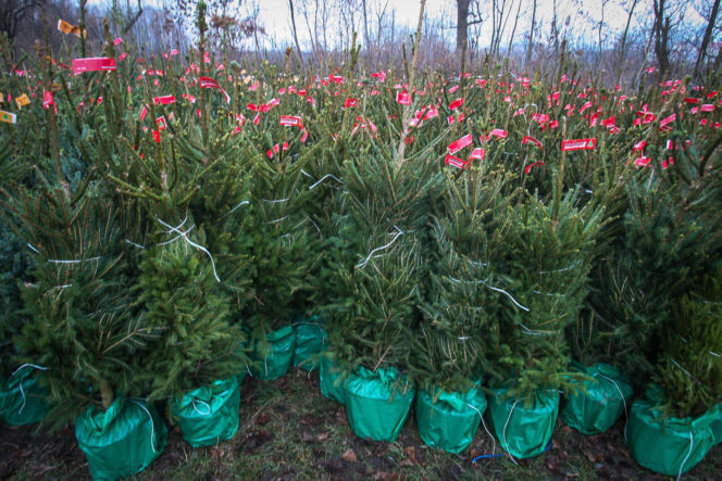 Sprzedaż choinek