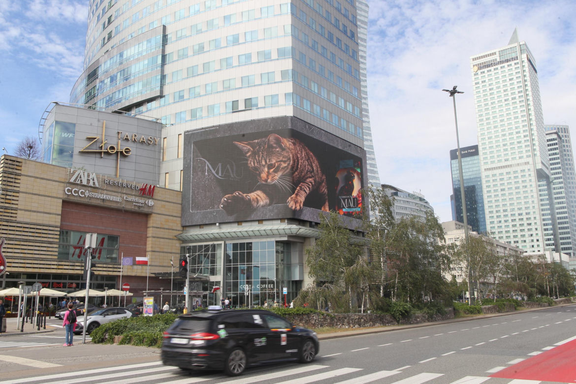 Kot na ekranie reklamowym LED Warsaw STAGE na wieżowcu Skylight