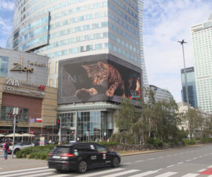 Kot na ekranie reklamowym LED Warsaw STAGE na wieżowcu Skylight