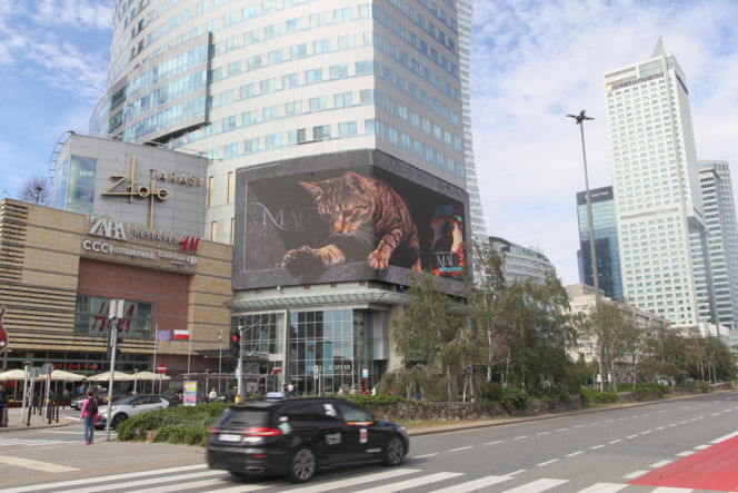 Kot na ekranie reklamowym LED Warsaw STAGE na wieżowcu Skylight