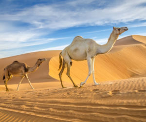 Zjednoczone Emiraty Arabskie