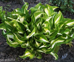 hosta