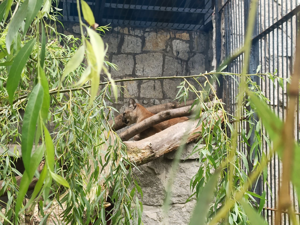 Puma Nubia na razie zostanie w chorzowskim ZOO. Zestresowane zwierze tęskni za opiekunem [ZDJĘCIA, WIDEO]
