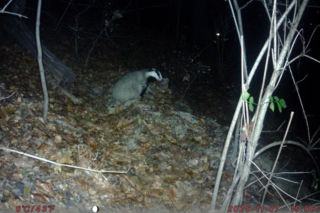Borsuk nowym mieszkańcem Łazienek