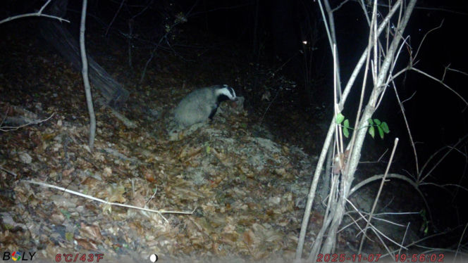 Borsuk nowym mieszkańcem Łazienek