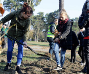 Sto drzew na 100. rocznicę odzyskania niepodległości w Toruniu