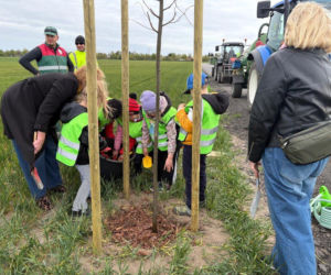 Zazieleni się Trojanowskiego w Lesznie. Przy ulicy posadzono drzewa