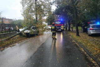 ŁÓDŹ: Wypadek na Starorudzkiej. PIJANY kierowca toyoty dosłownie SKOSIŁ DRZEWO