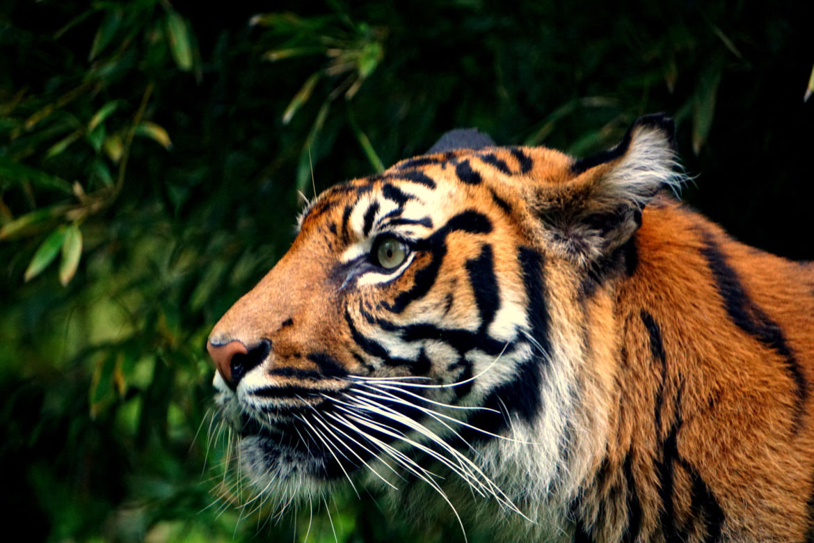 Wrocławskie zoo pomaga tygrysom