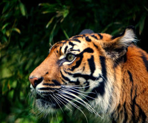 Wrocławskie zoo pomaga tygrysom