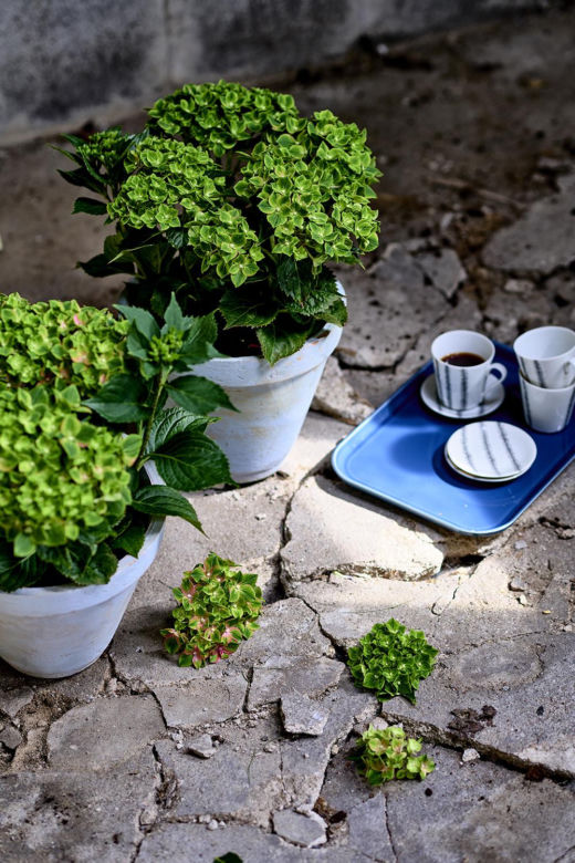 Hortensja ogrodowa (Hydrangea macrophylla) 