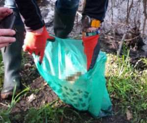 Wsadzili trzy kocięta do reklamówki, obciążyli kamieniem i wrzucili do rzeki. Policja szuka sprawców [ZDJĘCIA]