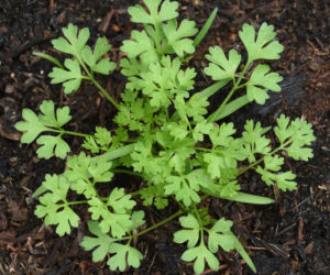 Trybula ogrodowa