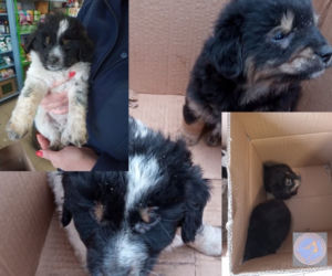 Te interwencje łódzkiego Animal Patrolu łamią serce...