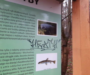  Skandal w Cedzynie! Wandale zniszczyli altany nad zalewem [ZDJĘCIA]