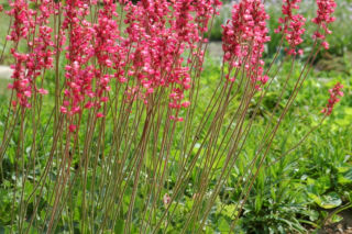 Żurawka drżączkowata 'Titania' - Heuchera x brizoides 'Titania'