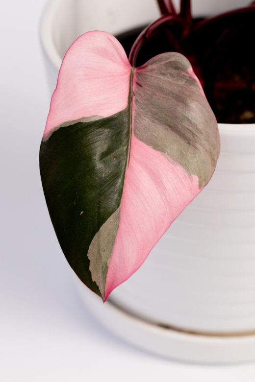 Philodendron 'Pink Princess'