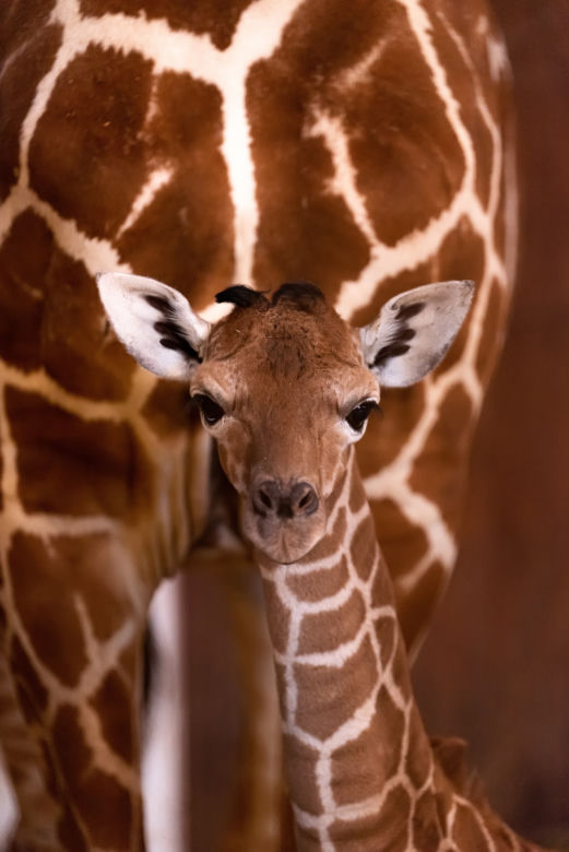 We wrocławskim zoo urodziła się żyrafa