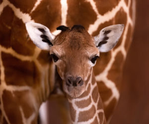 We wrocławskim zoo urodziła się żyrafa