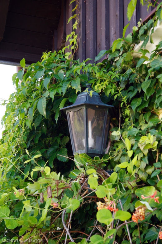 Pnącza na balkon: winobluszcz