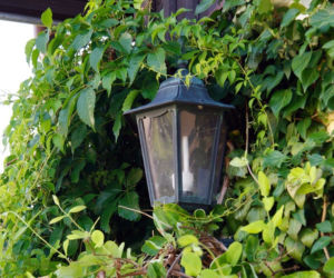 Pnącza na balkon: winobluszcz