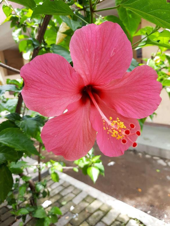 Hibiskus, róża chińska, ketmia