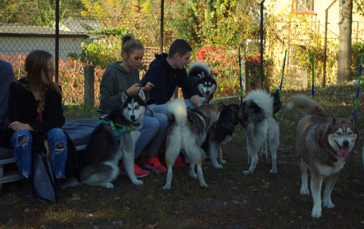 Husky opanowały Psi Park! [GALERIA]