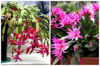 Grudnik czy kaktus wielkanocny? Sprawdź, jak je odróżnić