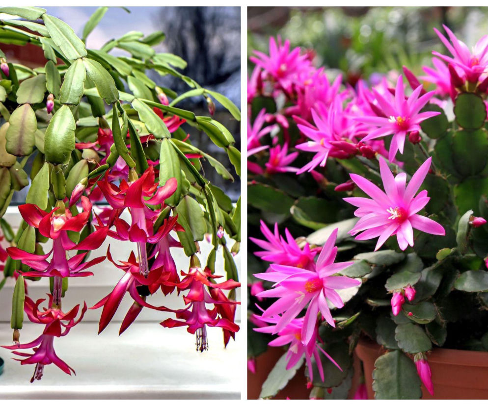 Grudnik czy kaktus wielkanocny? Sprawdź, jak je odróżnić