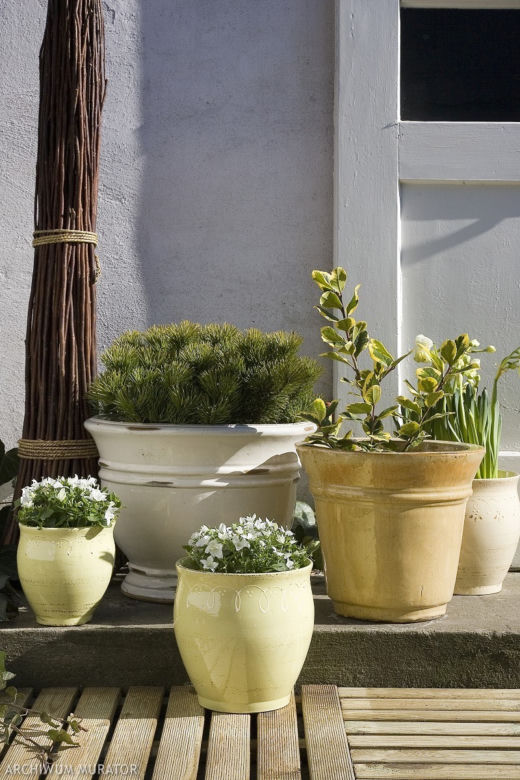 Rośliny doniczkowe
